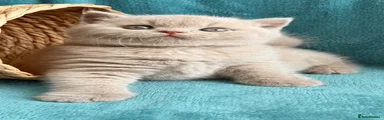 British Shorthair Kitten 3