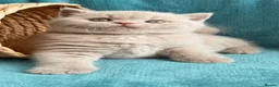 British Shorthair cats for sale: BRITISH SHORTHAIR - Full Pedigree/Registered - Advert 9
