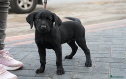 Labrador Retriever dogs for sale: Labrador puppies 2 male black KC reg - Image 11