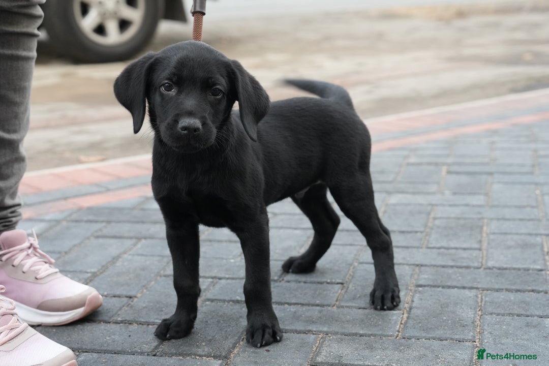 Labrador Retriever dogs for sale: Labrador puppies 2 male black KC reg - Image 11