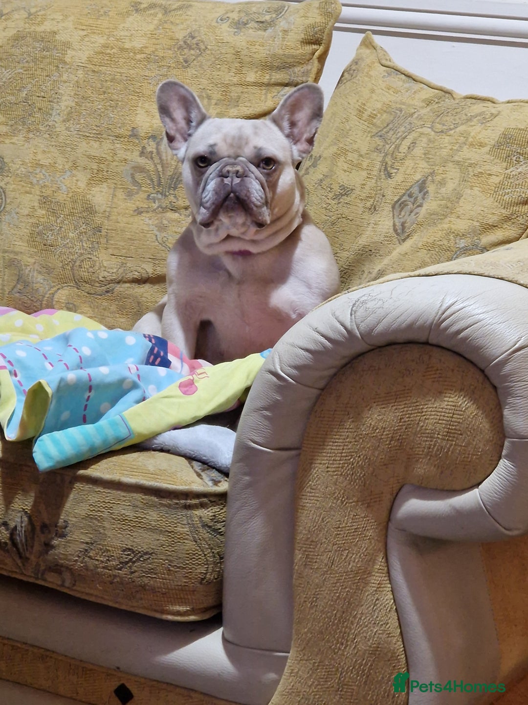 French Bulldog dogs for sale: Kc registered french bulldog dog . - Advert 1