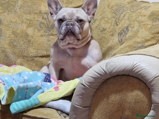 French Bulldog dogs Kc registered french bulldog dog . - Advert 6