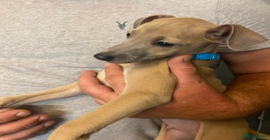 Italian Greyhound dogs - Advert 3