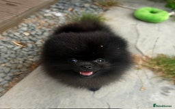 Pomeranian dogs for sale: TINY BLACK POMERANIAN PUPPIES ALERT - Image 8