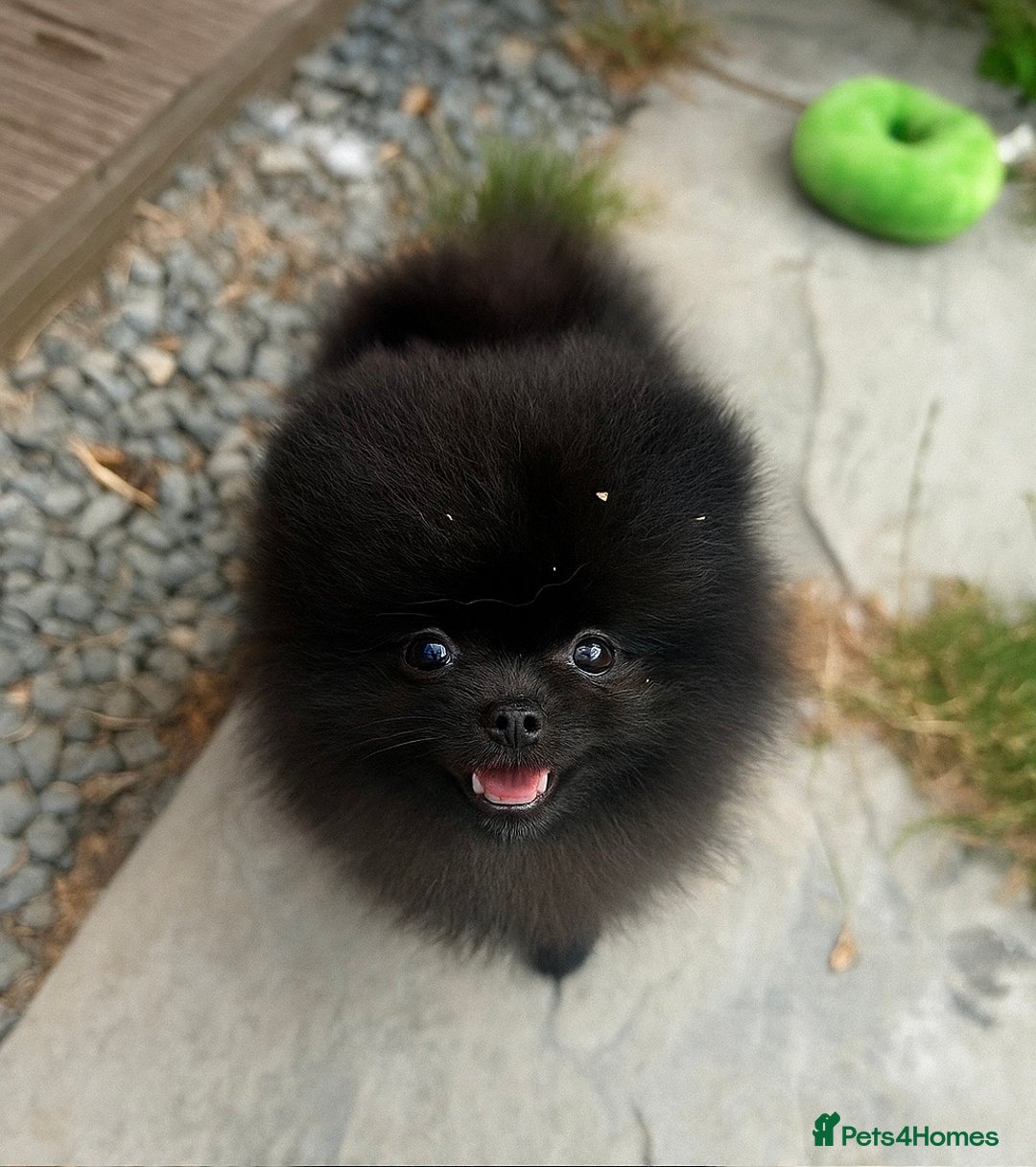 Pomeranian dogs for sale: TINY BLACK POMERANIAN PUPPIES ALERT - Image 8