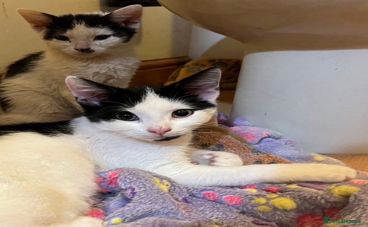 Mixed Breed cats - Advert 7