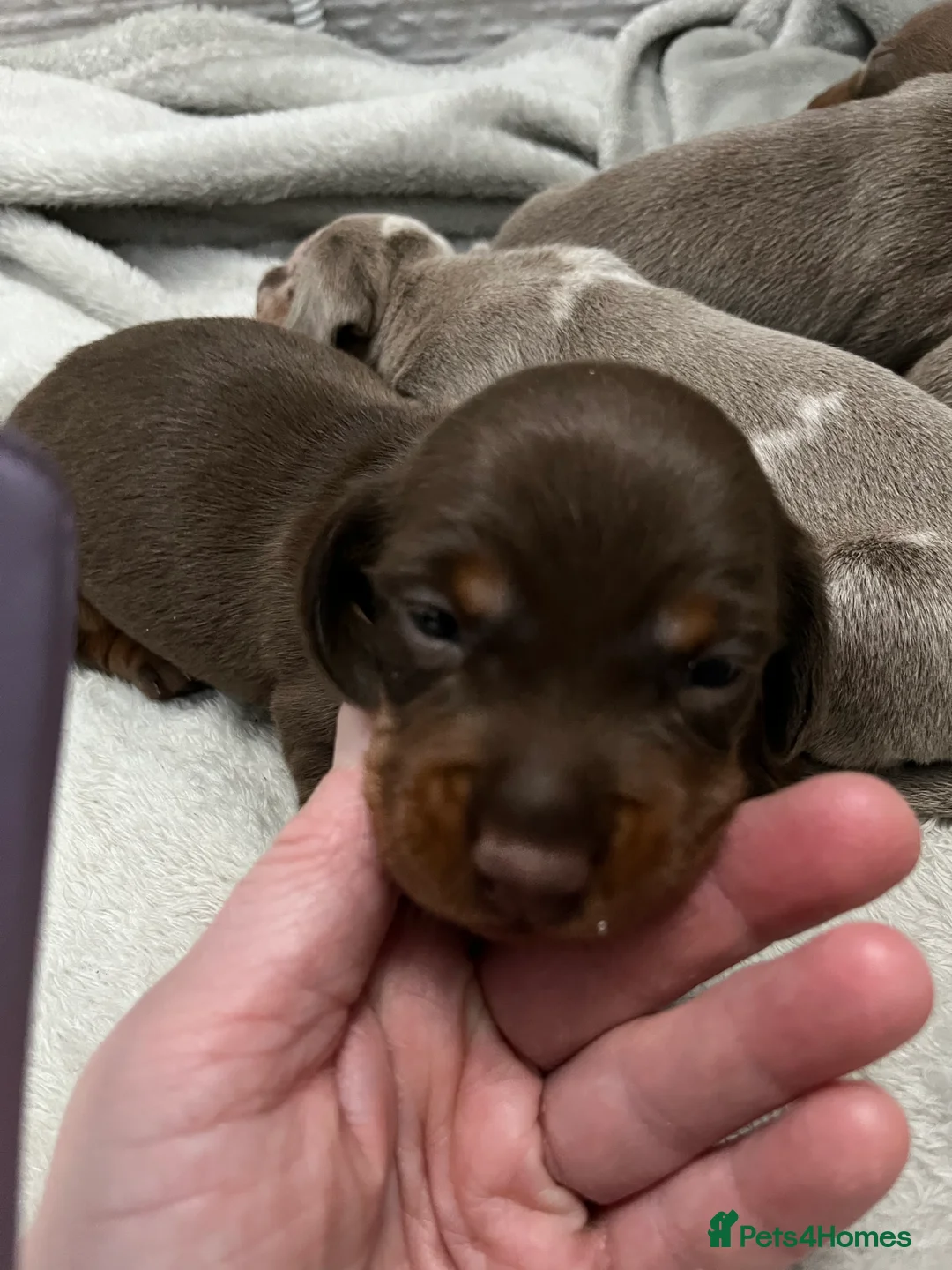 Dachshund dogs for sale: Kc miniature dachshund - Advert 4