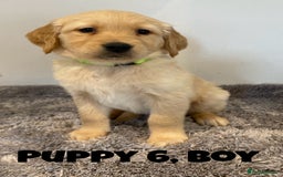 Golden Retriever dogs for sale: Gorgeous K/C Golden Retriever Puppies - Image 6
