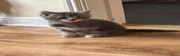 Norwegian Forest Cat cats for sale: Norwegian & American Bobtail Healthy Kittens 🐱 ✨✨ in Attleborough - Advert 14
