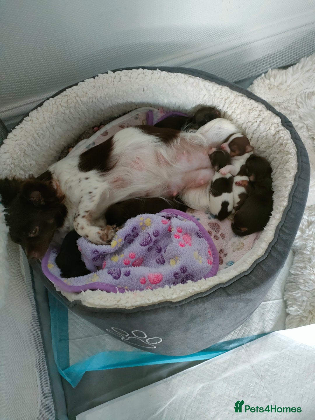 Chihuahua dogs for sale: Chihuahua puppies for sale - Advert 18