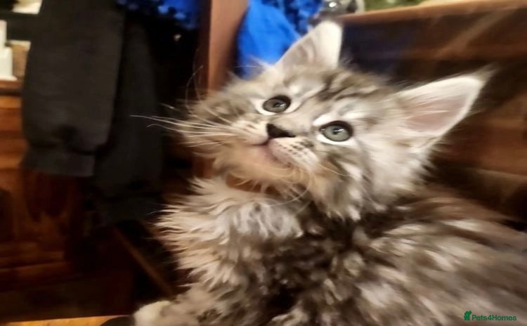 Maine Coon cats - Advert 6