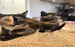 Mixed Breed cats for sale: Tortoise shell girl kitten for sale  - Image 2
