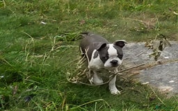 Boston Terrier dogs for sale: last Blue girl Bosto Terrier offers considered  in Leeds - Image 13