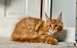Maine Coon cats for sale: TICA reg Full Pedigree Red Tabby Maine Coon Kitten - Image 5