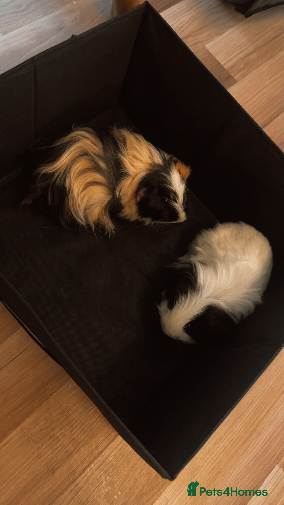 Guinea Pig rodents For free - Advert 1