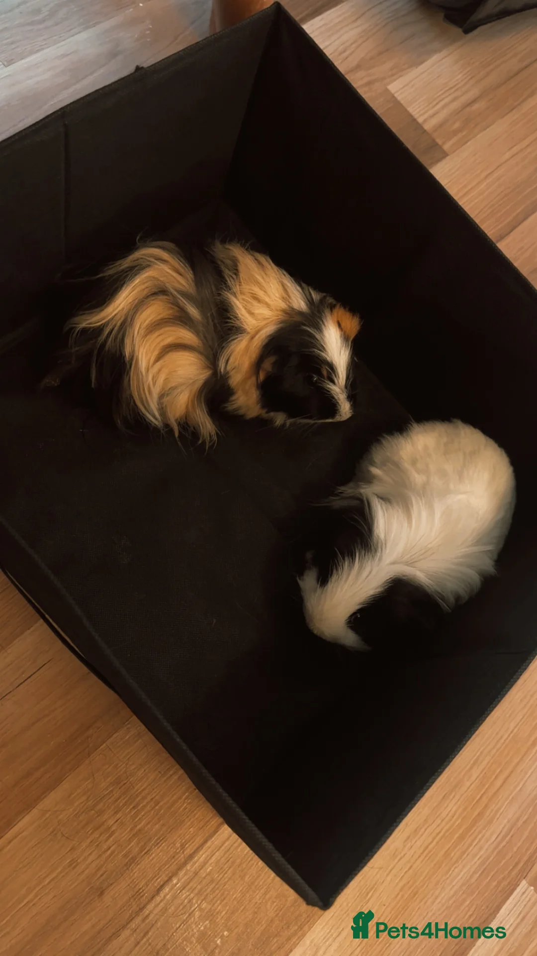 Guinea Pig rodents for sale: For free in Stirling - Advert 1
