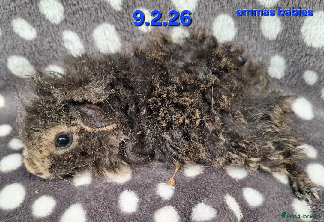 Guinea Pig rodents for sale: Fluffy baby boy male guinea pigs - Advert 10