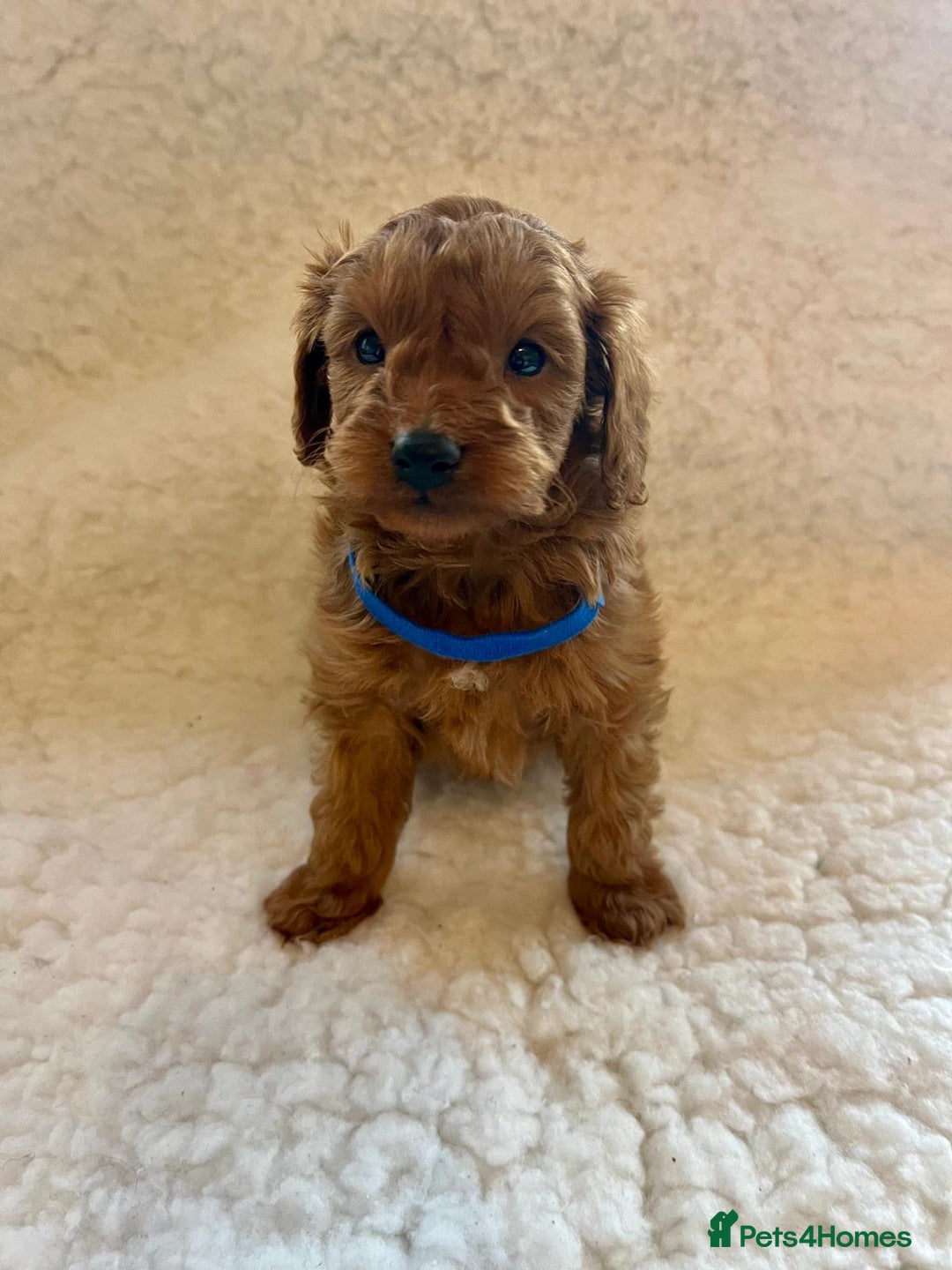 Cavapoo dogs for sale: Top quality F1b red toy Cavapoo  - Advert 5