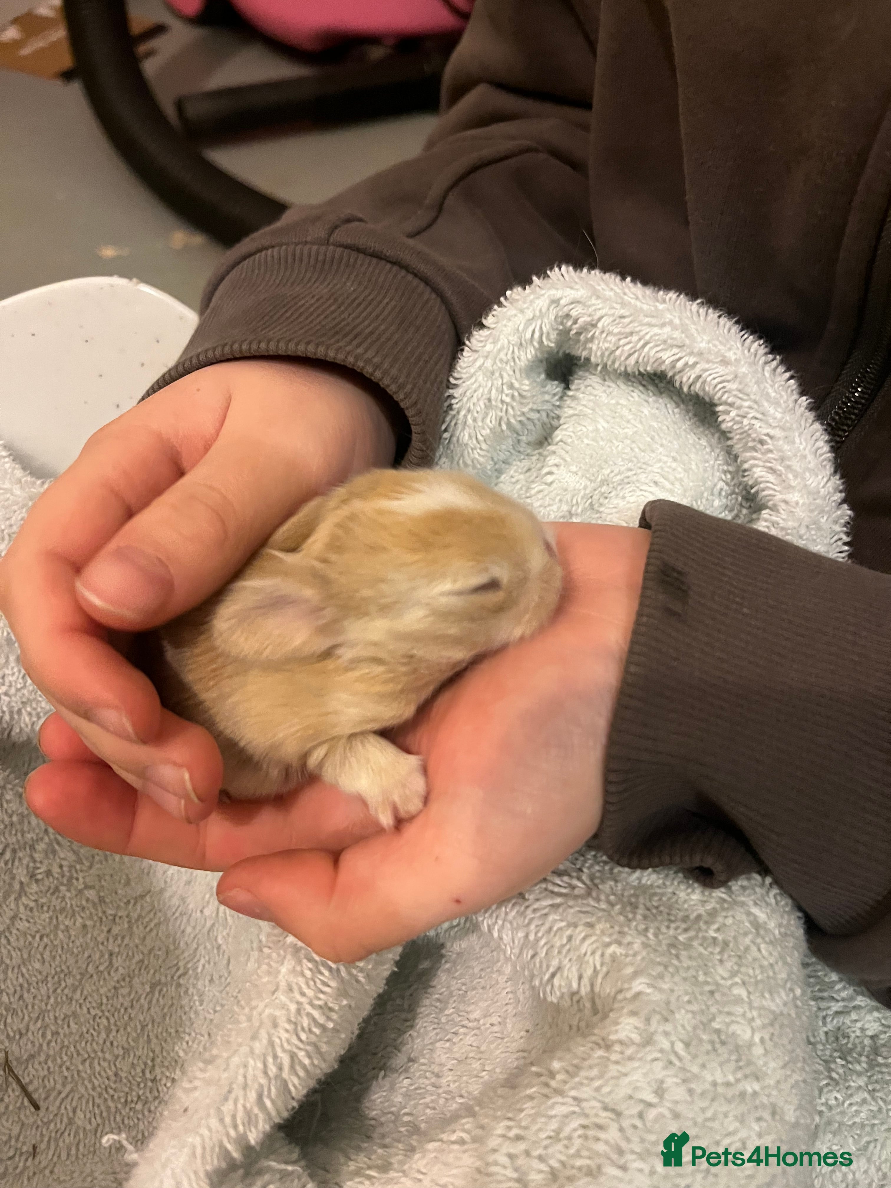 Mini Lop rabbits Gorgeous Mini Lops - Advert 14
