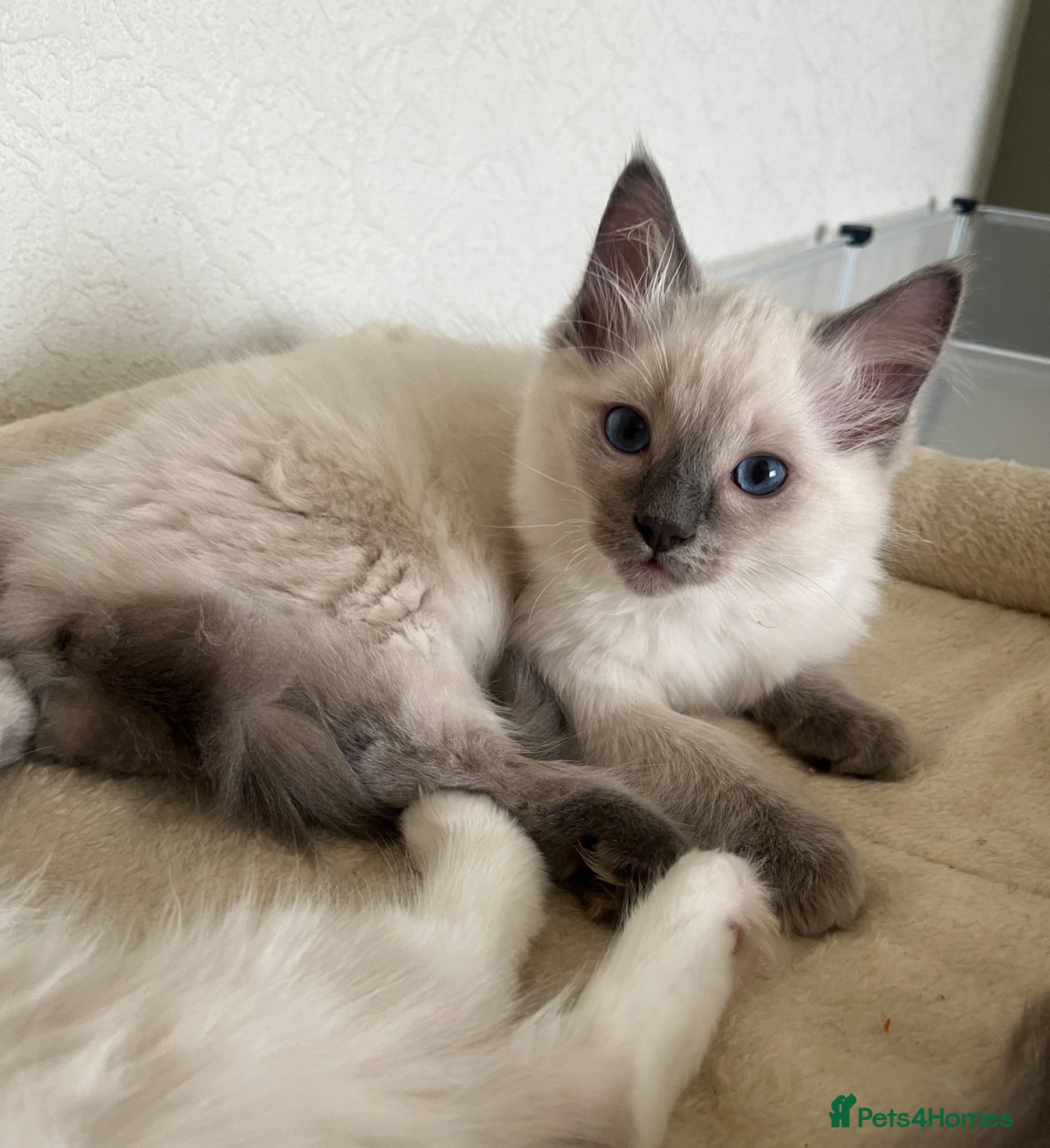 Ragdoll cats for sale: GCCF Registered Ragdoll Kittens  - Advert 1