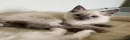 Ragdoll cats for sale: GCCF Registered Ragdoll Kittens  - Advert 1