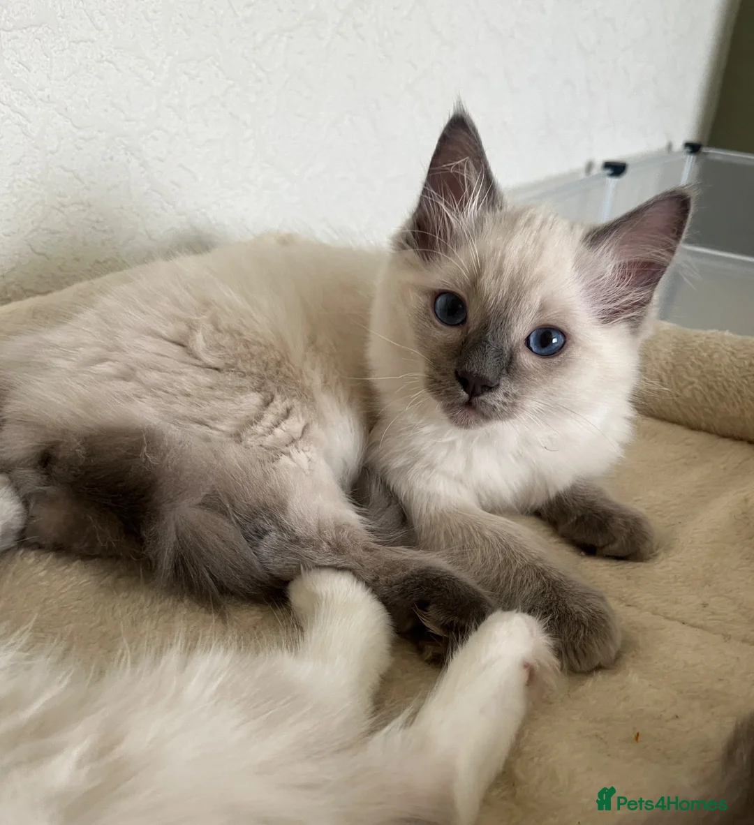 Ragdoll cats for sale: GCCF Registered Ragdoll Kittens  - Advert 1