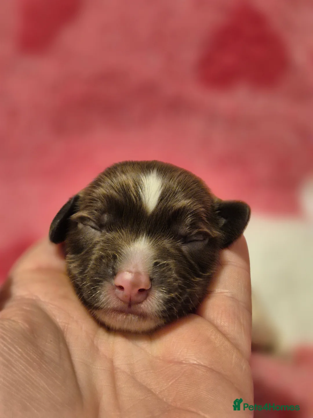 English Springer Spaniel dogs for sale:  Beautiful Liver & White Springer Spaniels - Advert 15