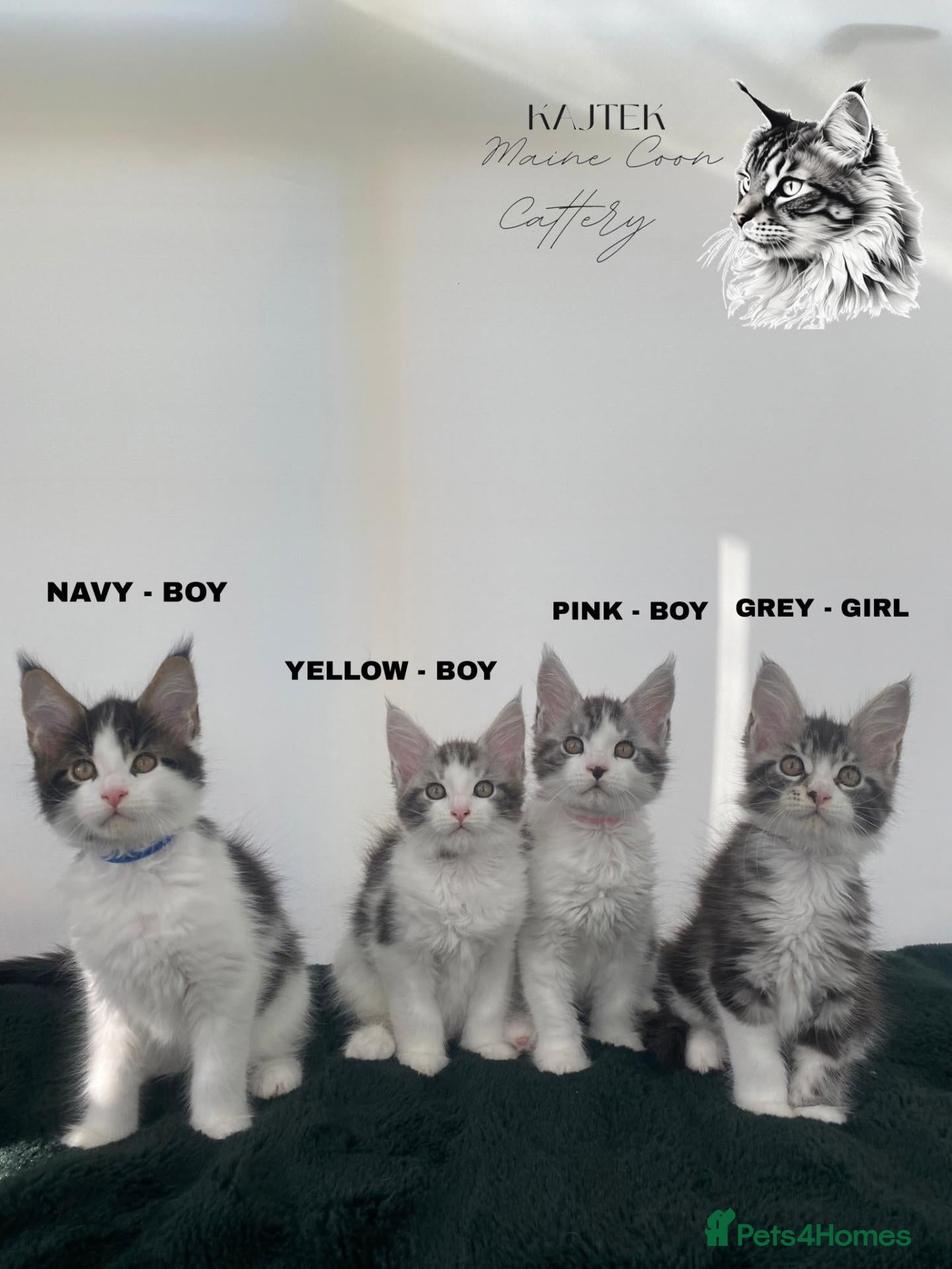 Maine Coon cats Champion blooded stunning kittens  - Advert 4