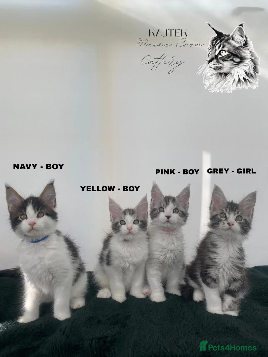 Maine Coon cats for sale: Champion blooded stunning kittens  - Advert 2