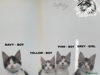 Maine Coon cats Champion blooded stunning kittens - Advert 2