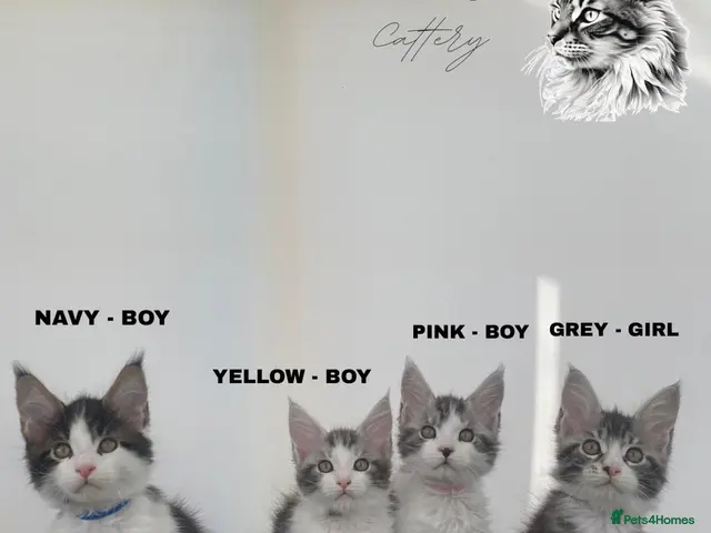 Maine Coon cats Stunning Champion blooded kittens - Advert 5