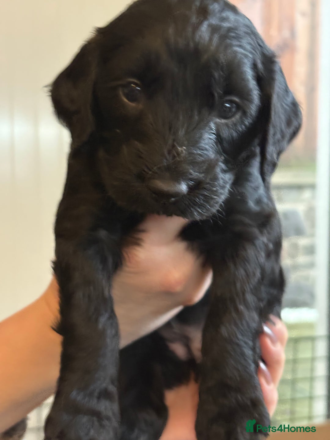 Cockapoo dogs for sale: Super cute cockapoo puppies 🥰 - Advert 18