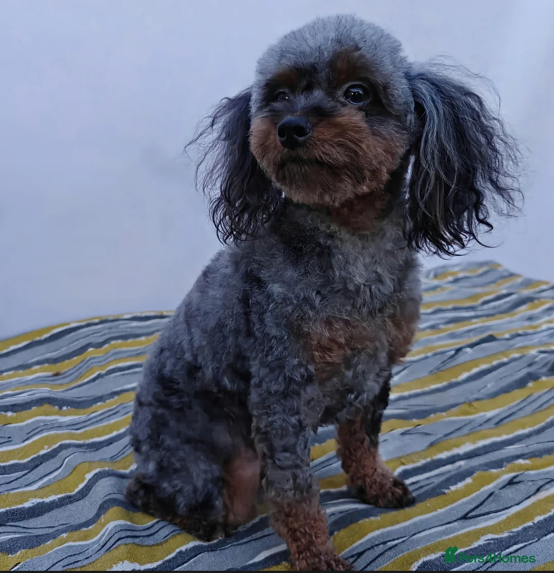 Poodle dogs for adoption: 🐾 MINKY – Female Poodle 🐾 in West Malling - Advert 1