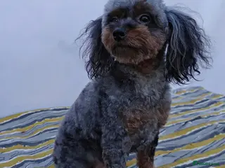 Poodle dogs 🐾 MINKY – Female Poodle 🐾 - Advert 6