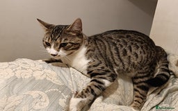 Bengal cats for sale: Bengal X Kittens High % Wild Asian Leopard Cat.  - Image 10