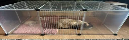 Ragdoll cats for sale: Ragdoll kittens  - Advert 2