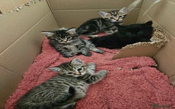 Domestic Shorthair cats for sale: Bengal cross kittens longhaired and shorthaired - Image 5