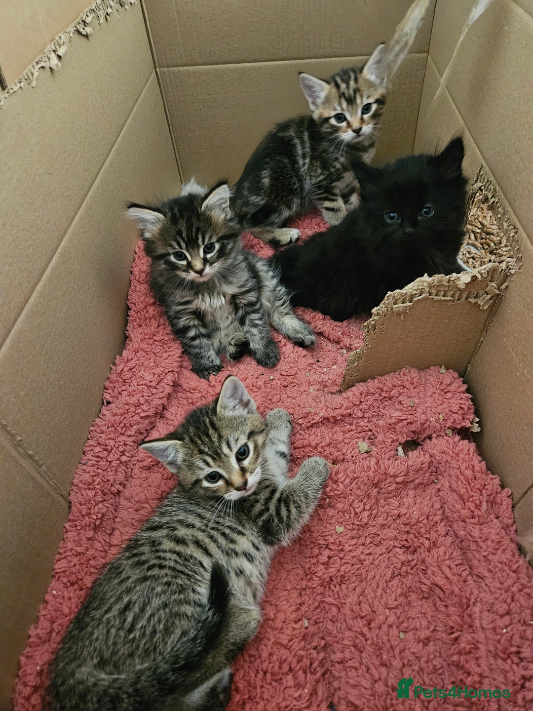 Domestic Shorthair cats for sale: Bengal cross kittens longhaired and shorthaired - Image 5