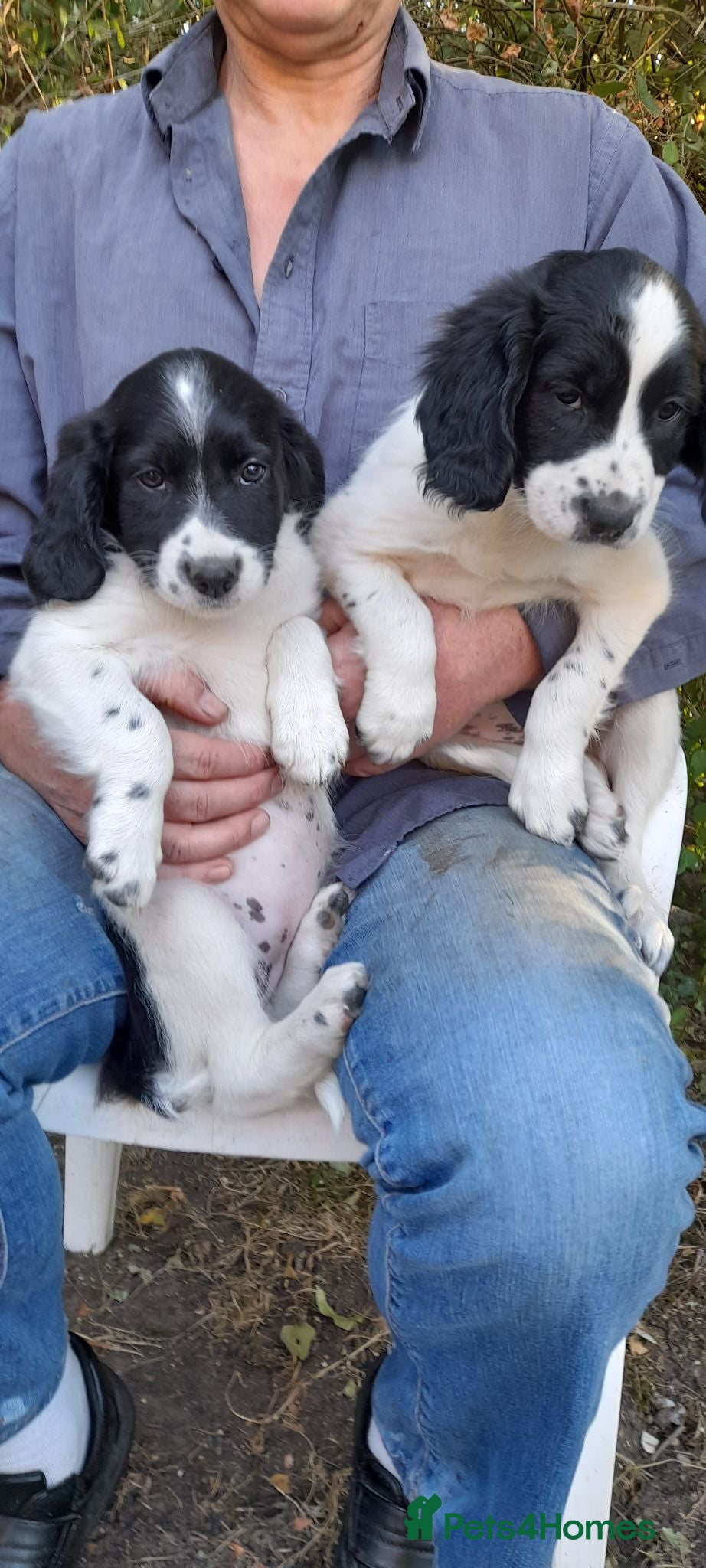 Sprollie dogs Sprollie puppies for sale - Advert 2