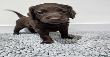 Cockapoo dogs - Advert 2