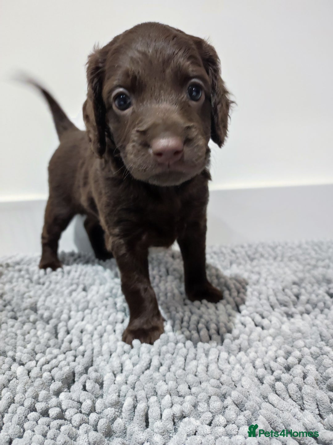 Cockapoo dogs for sale: Gorgeous F2 Cockapoo Puppies Available  - Image 3