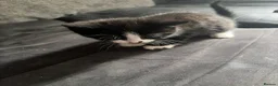 Mixed Breed cats for sale: Kittens for sale - Advert 5