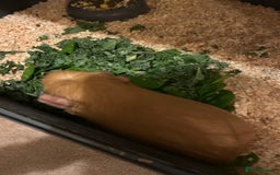 Guinea Pig rodents for sale: Female guinea pigs  - Image 3