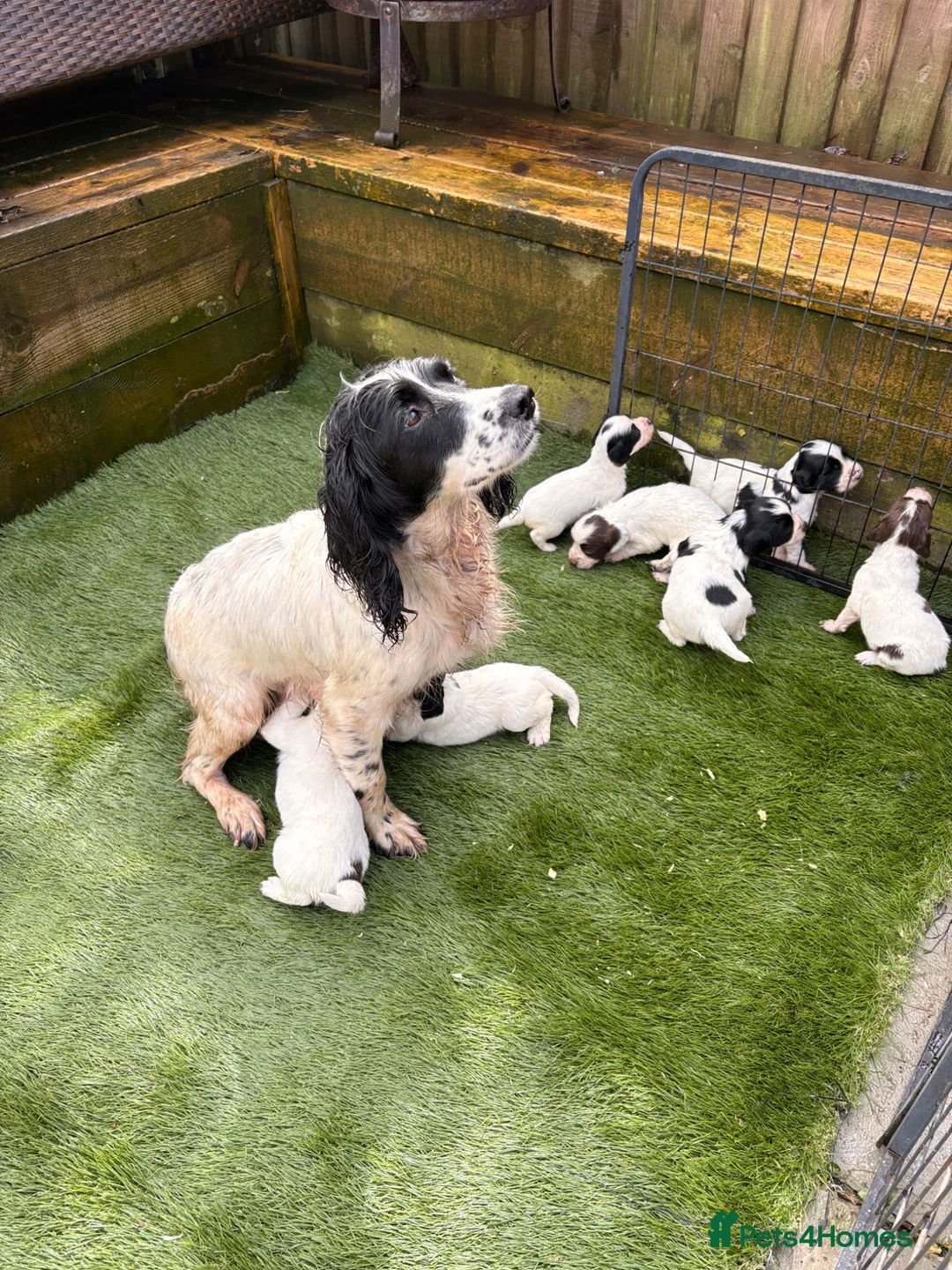 English Springer Spaniel dogs for sale: Beautiful English Springer Spaniel Puppies - Advert 15