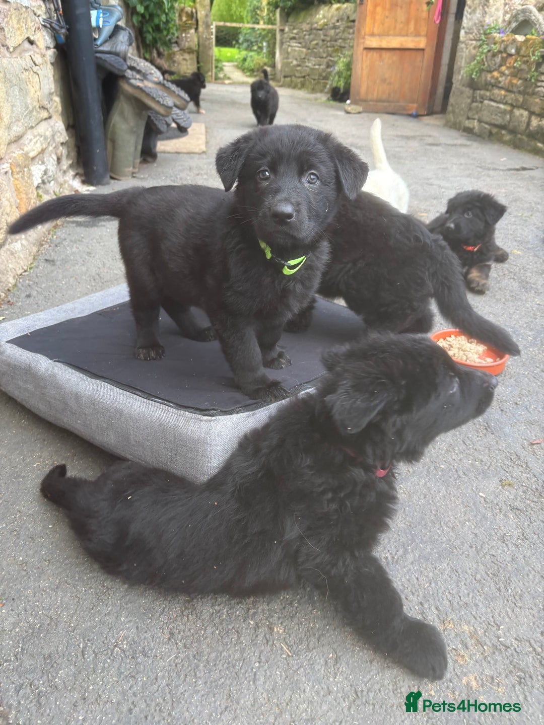 German Shepherd dogs for sale: ONE GIRL AVAILABLE -German shepherd puppies - Image 24