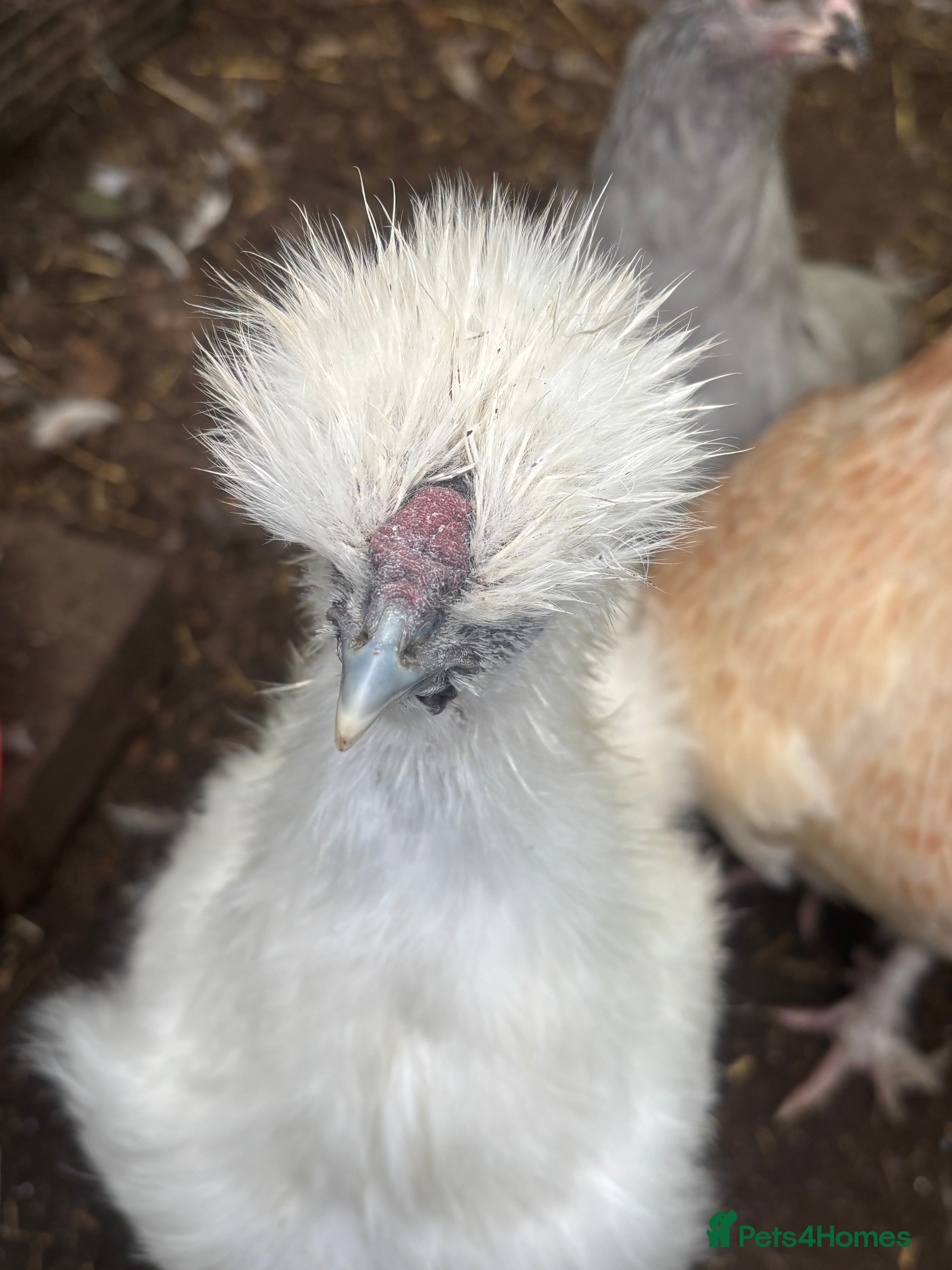 Chickens poultry Silkies - Advert 13