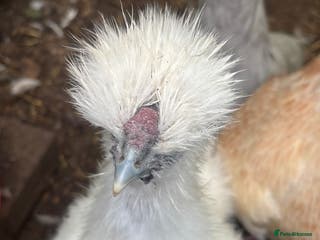 Chickens poultry Silkies - Advert 13