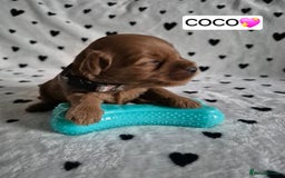 Cavapoo dogs for sale: 🧡 HEALTH TESTED F1B CAVAPOO  PUPPIES🧡 - Image 10