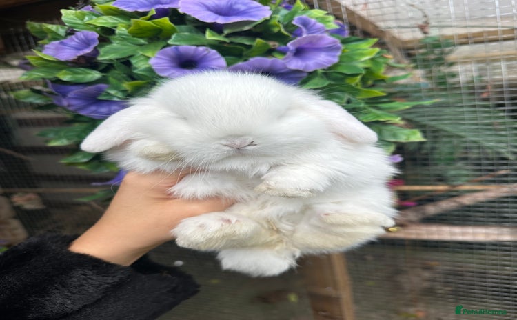 Mini Lop rabbits - Advert 1