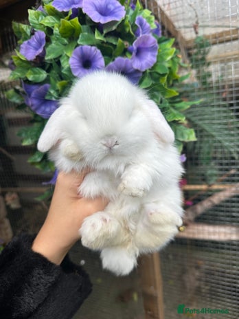 Mini Lop rabbits - Advert 1